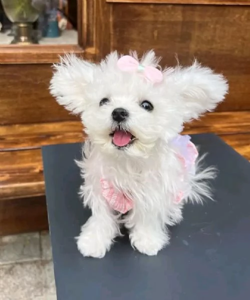 Cuccioli maltesi disponibili. | Foto 0