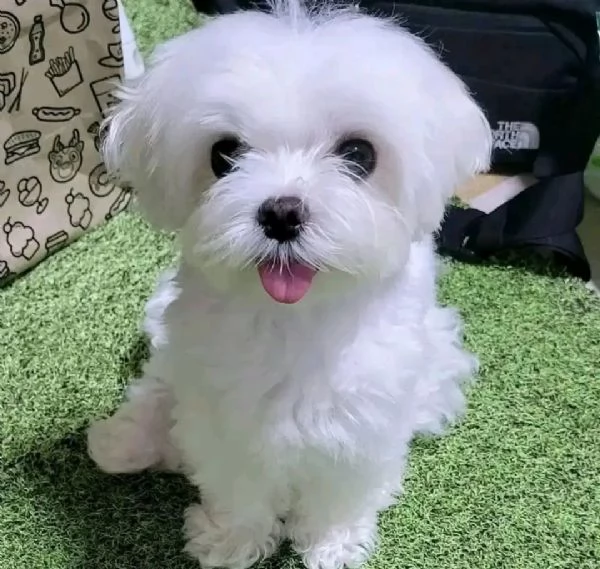 Cuccioli maltesi disponibili.