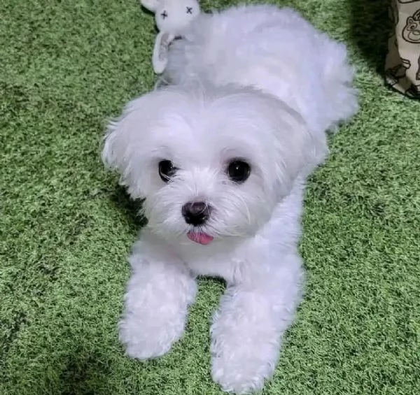 Cuccioli maltesi disponibili. | Foto 0