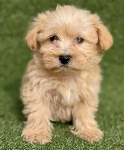 Cuccioli maltesi disponibili. | Foto 2