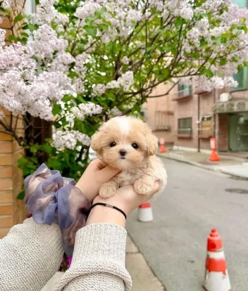 Cuccioli maltesi disponibili.