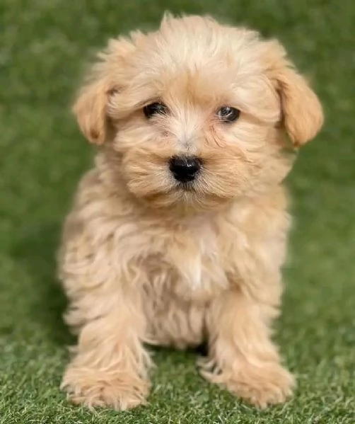 Cuccioli maltesi disponibili. | Foto 1