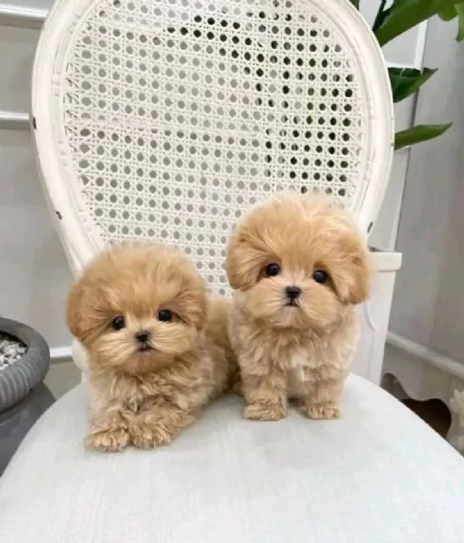 Cuccioli maltesi disponibili. | Foto 0