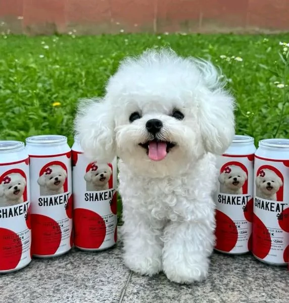 Cuccioli maltesi disponibili. | Foto 1