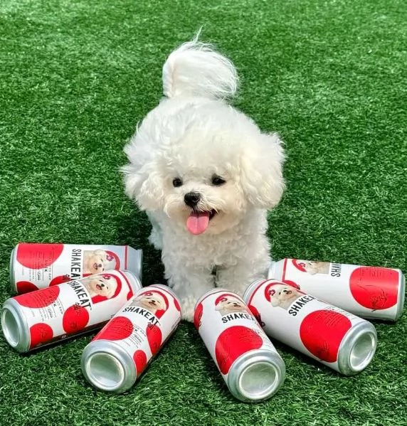 Cuccioli maltesi disponibili.