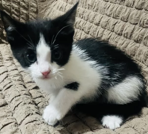 Bombay Americano  | Foto 1