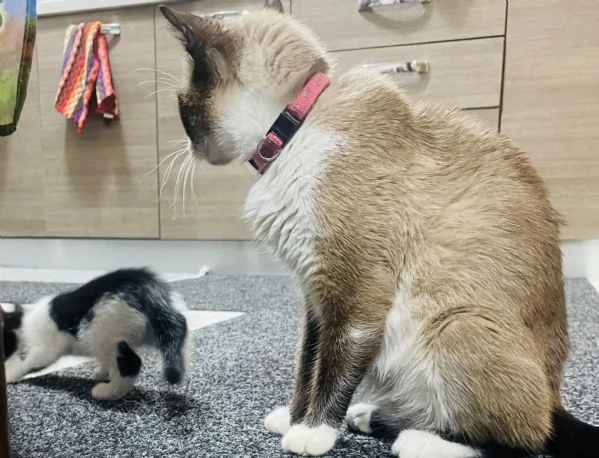 Bombay Americano  | Foto 0