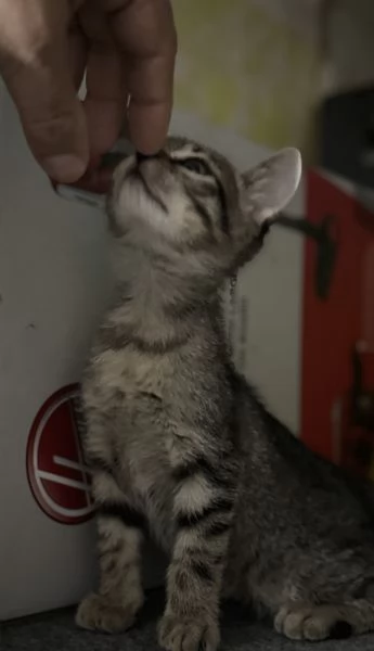 Gattina SIBERIANA NATA IL 18/10/2025