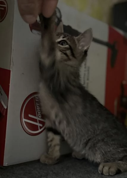 Gattina SIBERIANA NATA IL 18/10/2025 | Foto 6