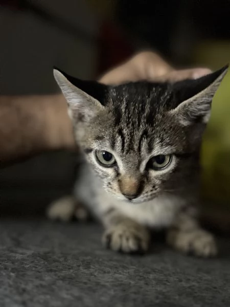 Gattina SIBERIANA NATA IL 18/10/2025 | Foto 5