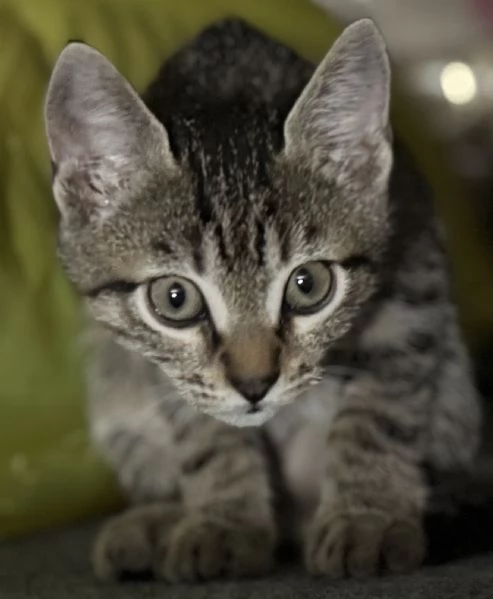 Gattina SIBERIANA NATA IL 18/10/2025 | Foto 4