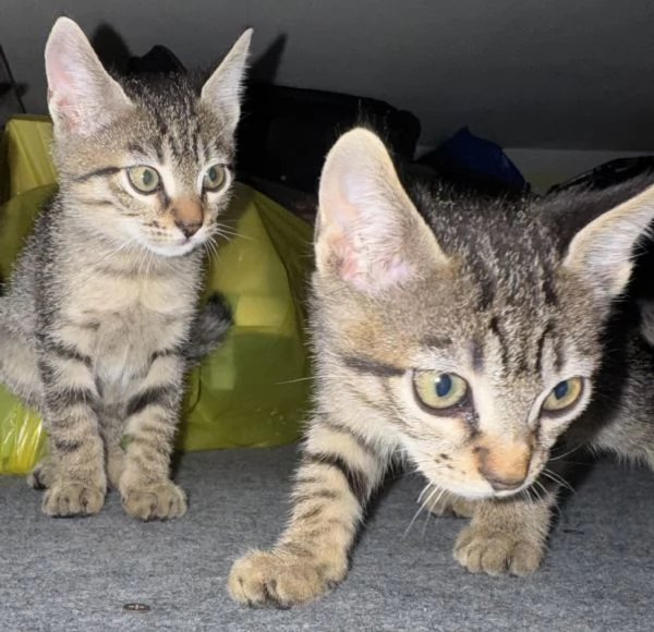 Gattina SIBERIANA NATA IL 18/10/2025 | Foto 3