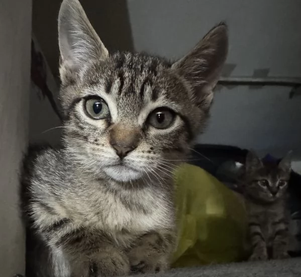 Gattina SIBERIANA NATA IL 18/10/2025 | Foto 2