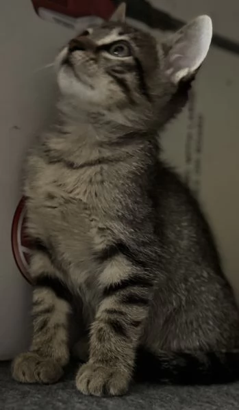 Gattina SIBERIANA NATA IL 18/10/2025 | Foto 1