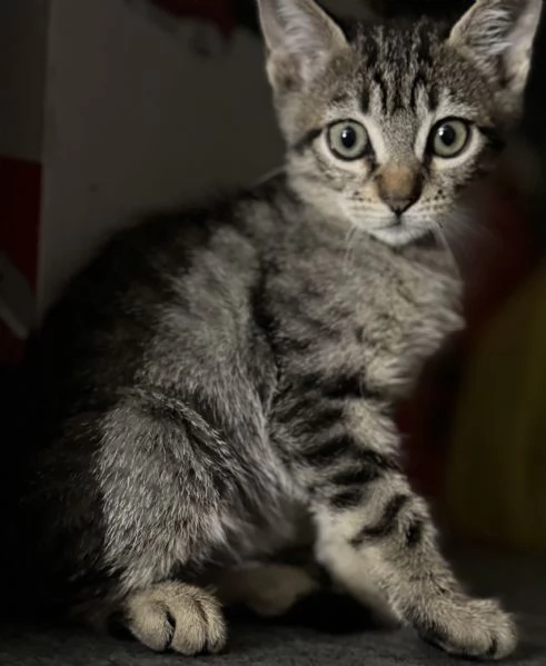 Gattina SIBERIANA NATA IL 18/10/2025 | Foto 0