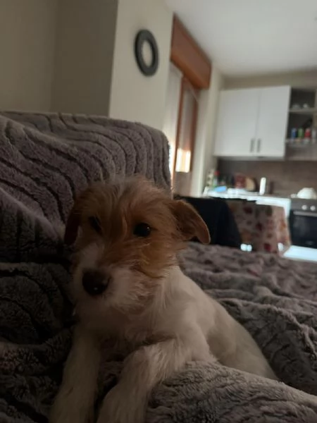 Cucciola di nome Bianca cerca casa 