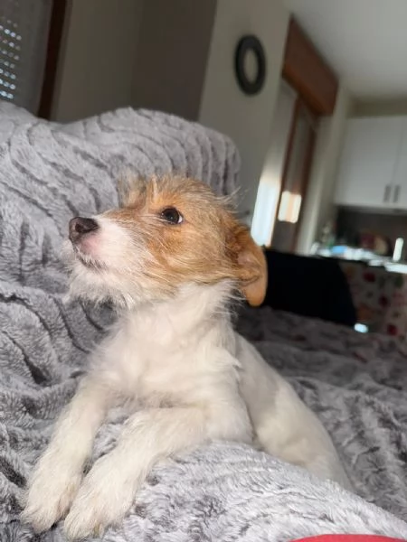 Cucciola di nome Bianca cerca casa  | Foto 5