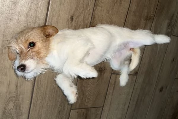 Cucciola di nome Bianca cerca casa  | Foto 4