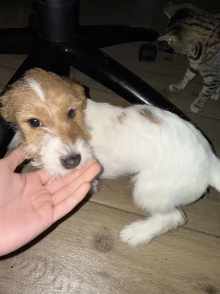 Cucciola di nome Bianca cerca casa  | Foto 3