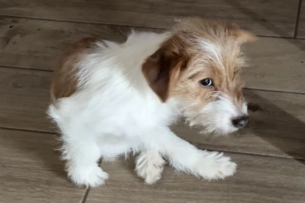 Cucciola di nome Bianca cerca casa  | Foto 2