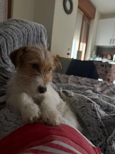 Cucciola di nome Bianca cerca casa  | Foto 0