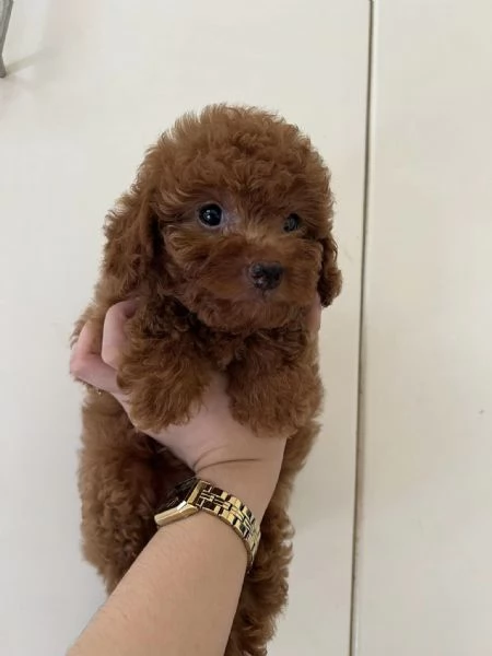 Cuccioli di BARBONCINI TOY