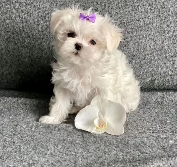 Cuccioli maltesi disponibili.