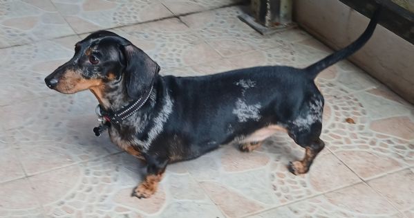 Bassotto arlecchino per monta  | Foto 0