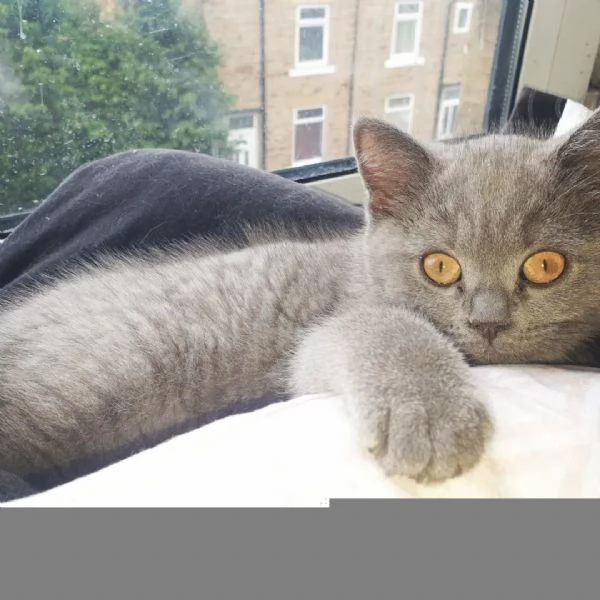 Due cucciole british shorthair | Foto 0