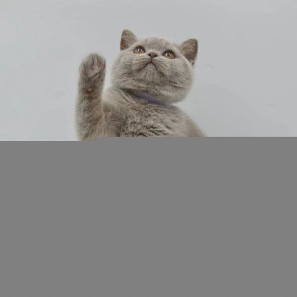 Bellissime cucciolate di british shorthair