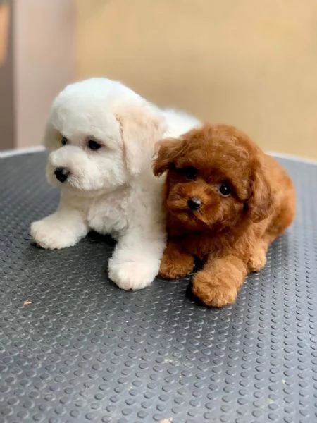 Cuccioli Barboncino Red