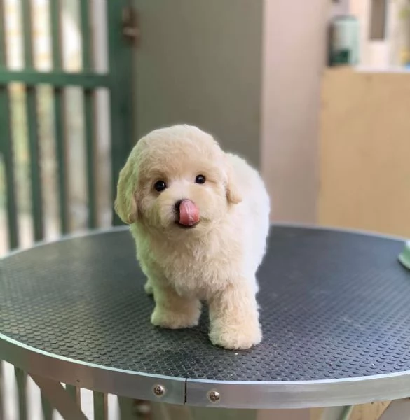 Cuccioli Barboncino Red | Foto 0