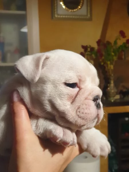 Splendida cucciolata di Bulldog Inglese disponibile! | Foto 6