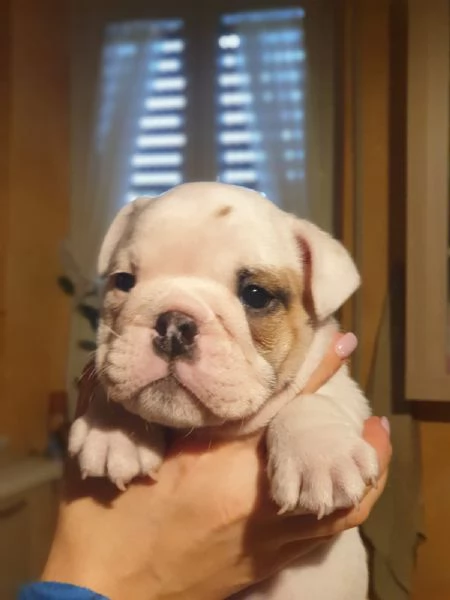 Splendida cucciolata di Bulldog Inglese disponibile! | Foto 5
