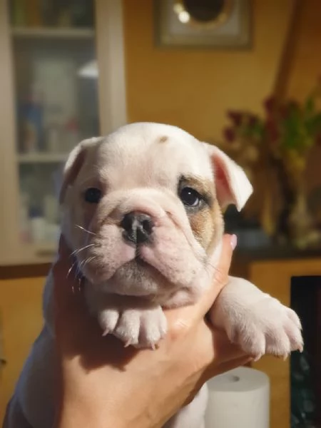 Splendida cucciolata di Bulldog Inglese disponibile! | Foto 4