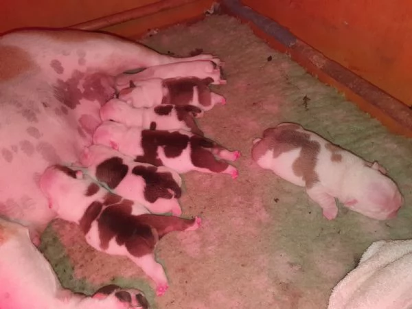 Splendida cucciolata di Bulldog Inglese disponibile! | Foto 3