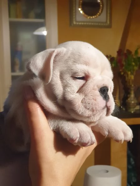 Splendida cucciolata di Bulldog Inglese disponibile! | Foto 2
