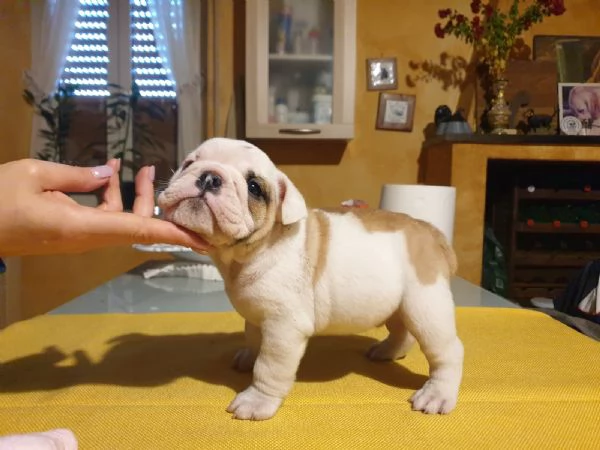 Splendida cucciolata di Bulldog Inglese disponibile! | Foto 1