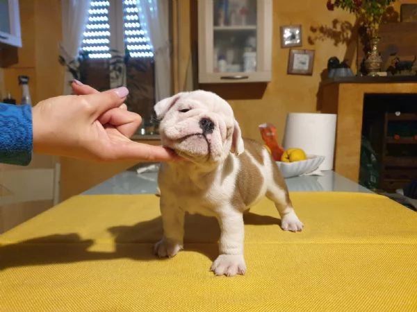 Splendida cucciolata di Bulldog Inglese disponibile! | Foto 0