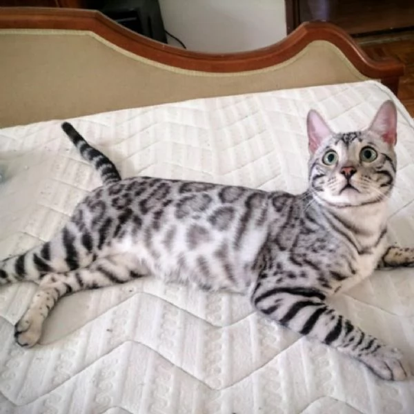 Gattini Bengal in vendita | Foto 6