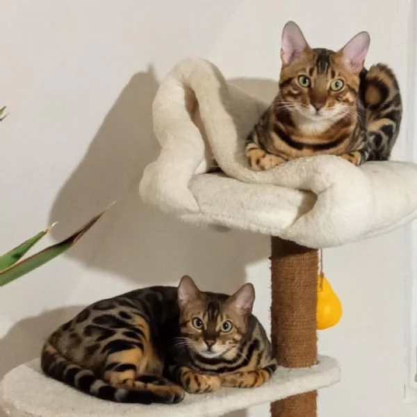 Gattini Bengal in vendita | Foto 0