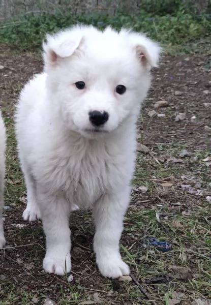 Adozione Orsetto dolcissimo cucciolo bianco 2 mesi taglia piccola | Foto 0