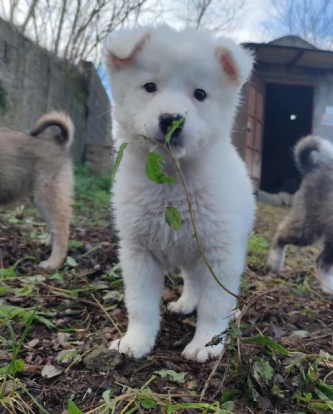 Adozione Orsetto dolcissimo cucciolo bianco 2 mesi tg media  | Foto 6
