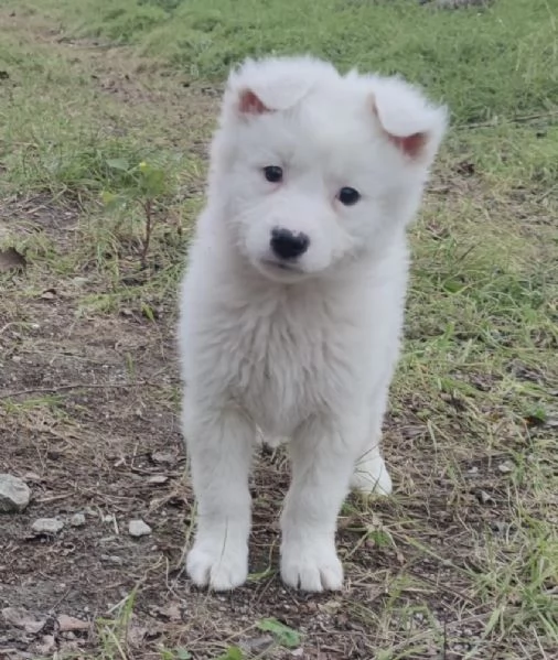 Adozione Orsetto dolcissimo cucciolo bianco 2 mesi  | Foto 6