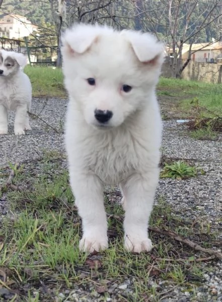 Adozione Orsetto dolcissimo cucciolo bianco 2 mesi  | Foto 4