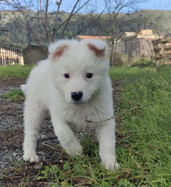 Adozione Orsetto dolcissimo cucciolo bianco 2 mesi 