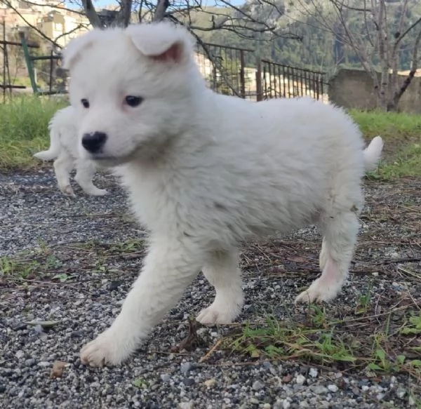 Adozione Orsetto dolcissimo cucciolo bianco 2 mesi  | Foto 0
