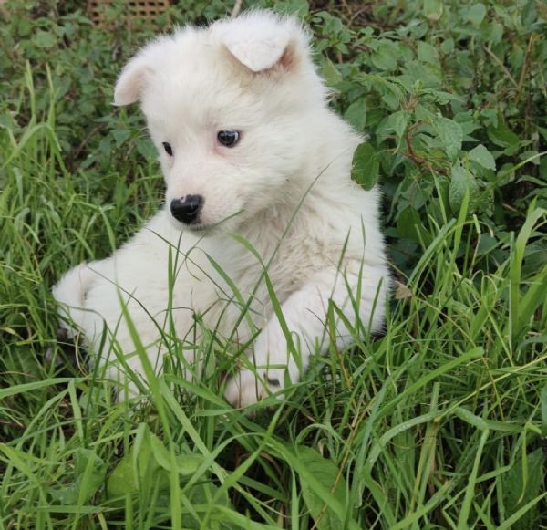 Adozione dolcissimo cucciolo bianco 2 mesi tg media  | Foto 1