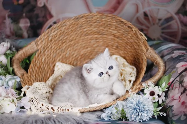 Exotic shorthair chinchilla 