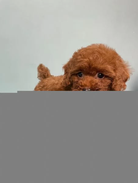 Cuccioli di BARBONCINI TOY | Foto 0